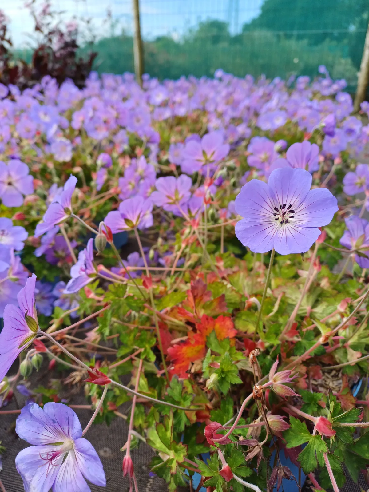 Plante de la pépinière 1