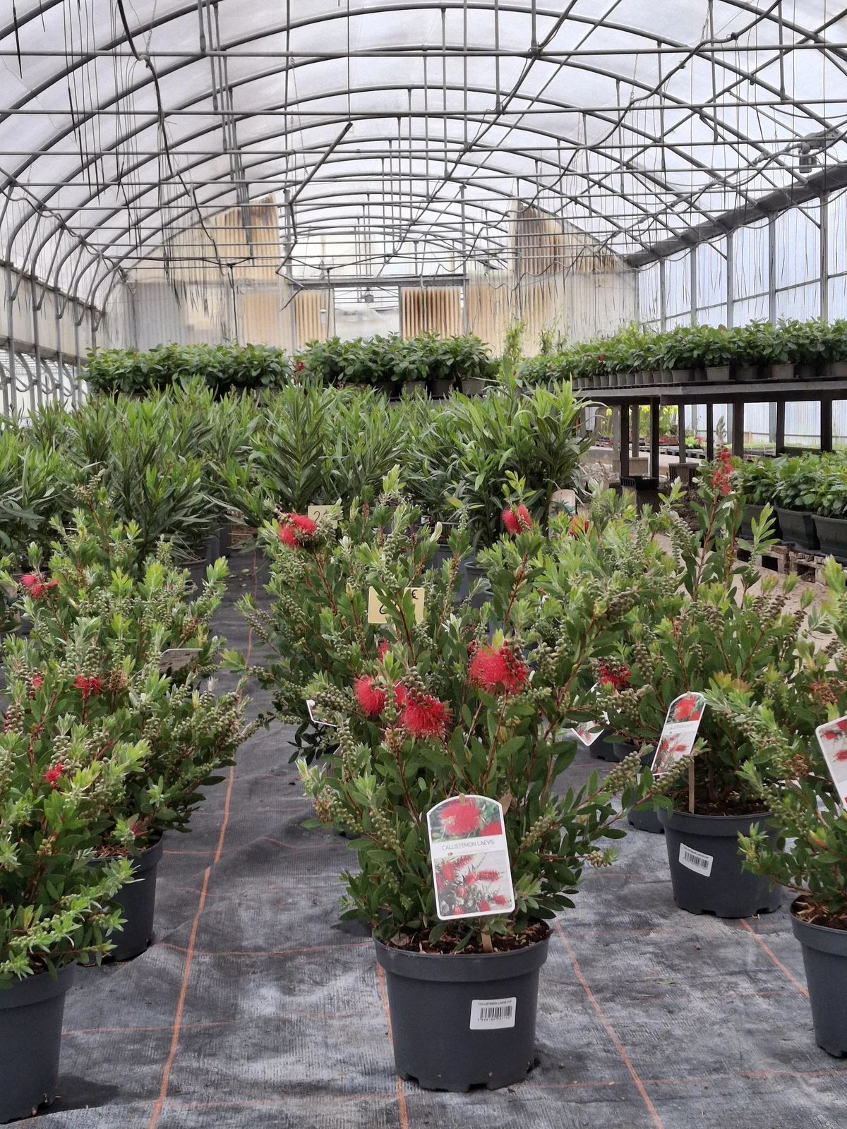 Plante de la pépinière 2