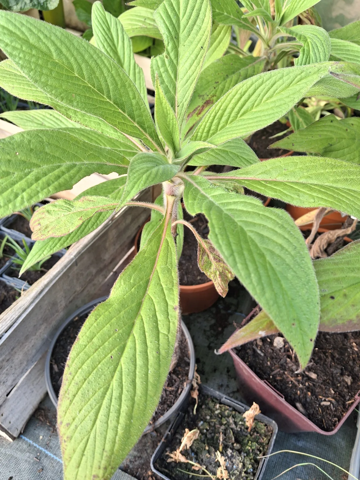 Plante de la pépinière 3