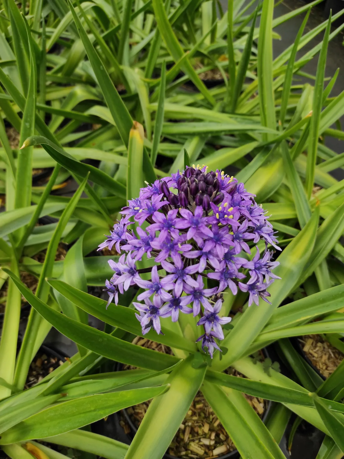 Plante de la pépinière 4